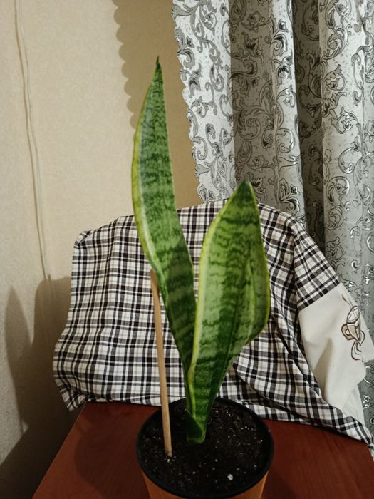 Кімнатні рослини