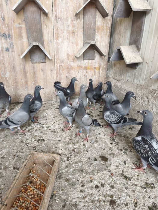 Lote de borrachos