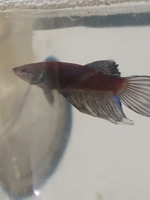 Bettas machos e femeas
