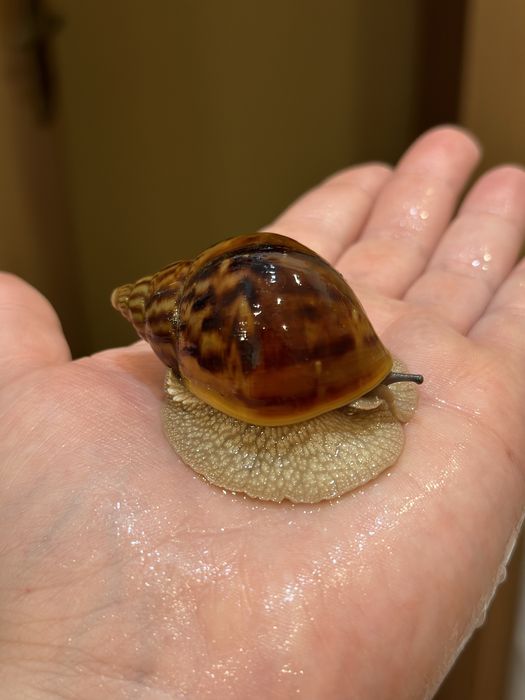 Achatina achatina Tiger giant African snail Nominal