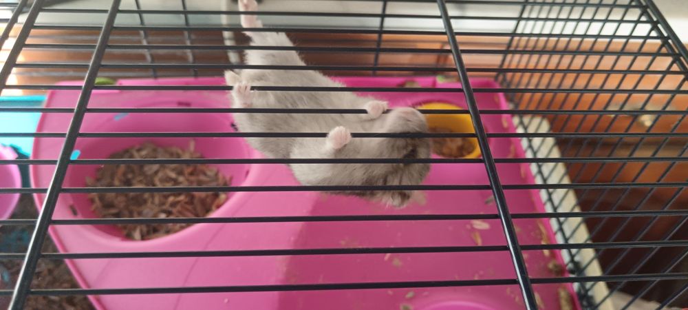 Hamster mais Gaiola