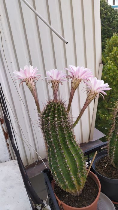 Кактусы взрослые