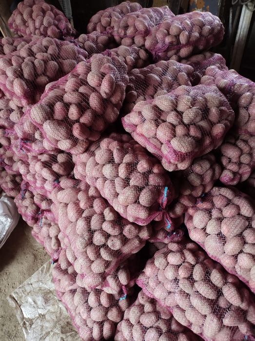 Ziemniaki jadalne Baltic Rose czerwone