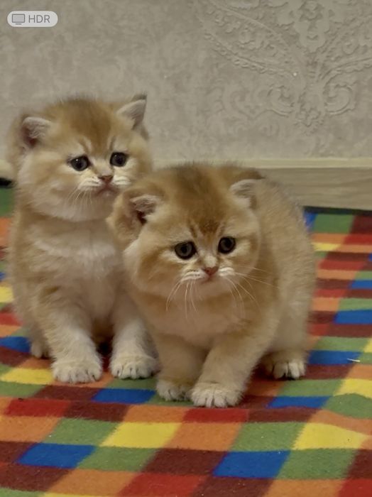 Золота шиншила! Кошенята супер якості!