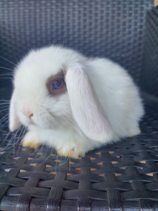 Króliki baranek miniaturka karzełek mini lop. Cena CAŁKOWITA.