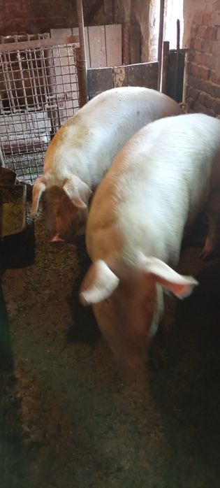 продам дві свині