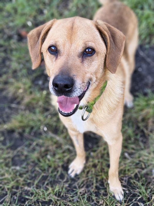 Do adopcji bardzo przyjazny Junior