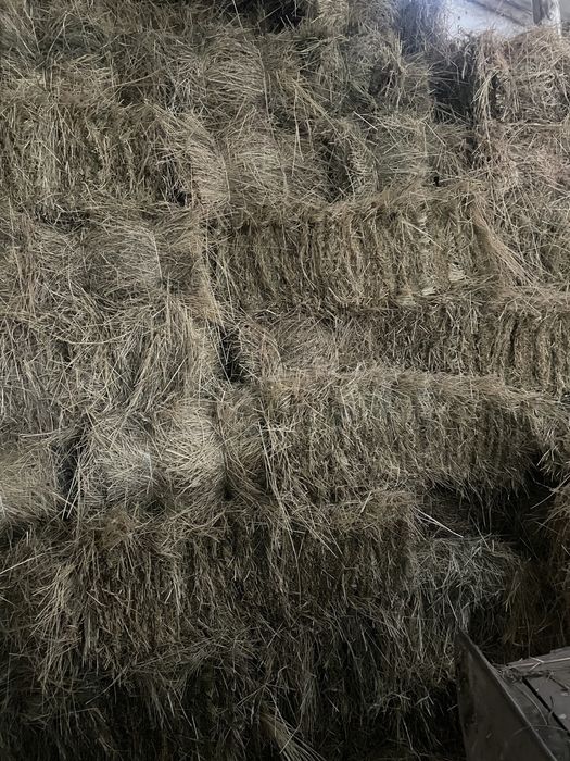 Тюки сіна сінокіс 2025