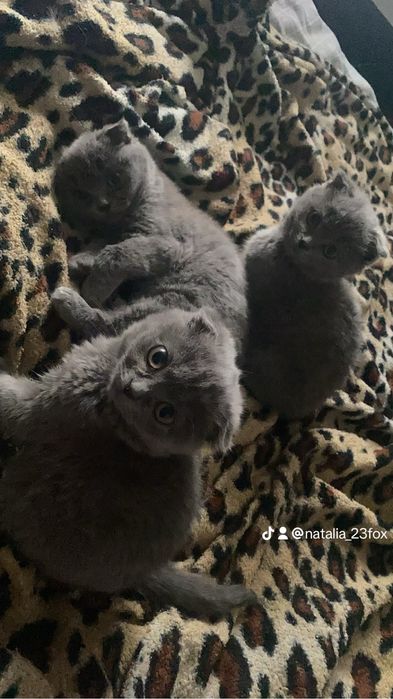 Британці (коротко шерстні)