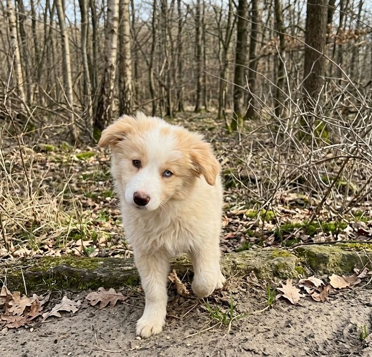 Border collie piesek  ee red