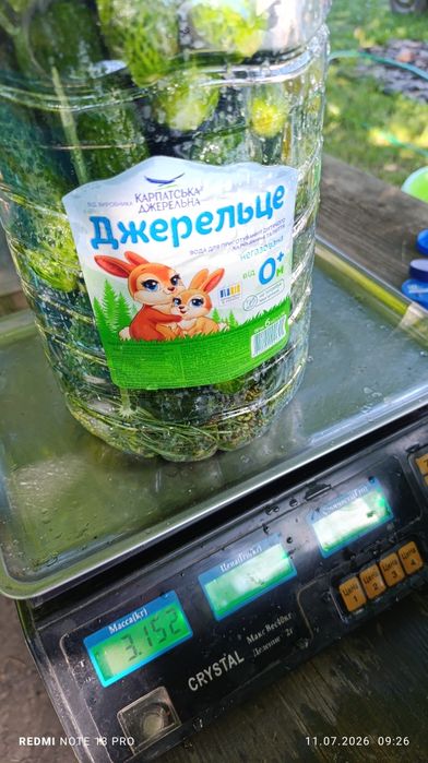 Огірки домашні квашені