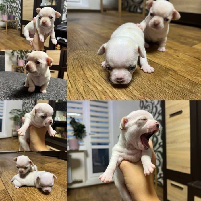 Чихуахуа мини ищет невесту, 1,5 кг