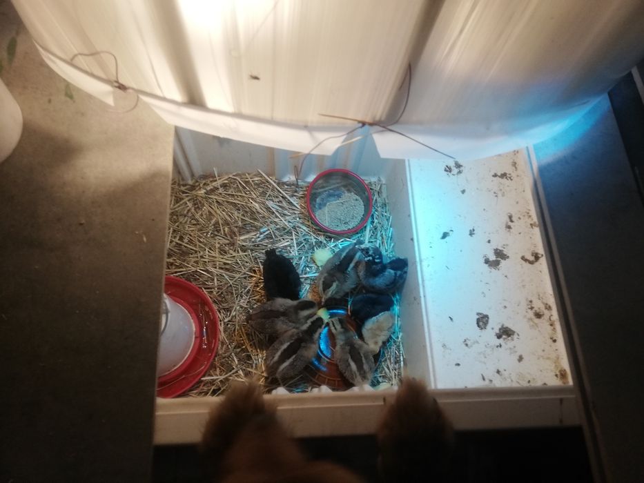 Zielononozki maransyi i czubatka pary