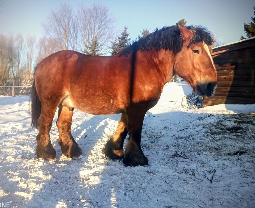 Stanówka  ogierem PKZ