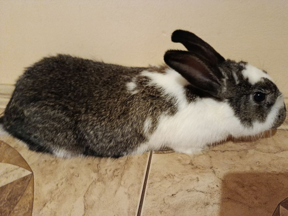 Sprzedam królika samiczkę.