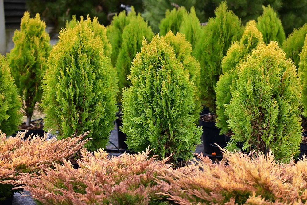 ŻYWOTNIK WSCHODNI AUREA NANA Tuja Aurea Nana 63-70 cm duże sadzonki