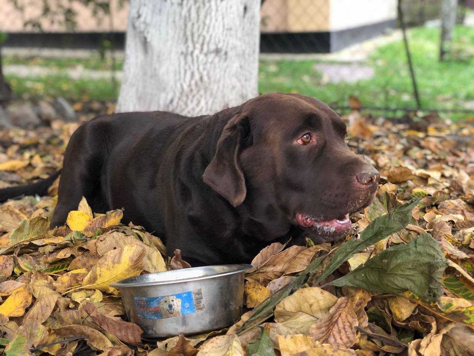 в'язка шоколадний Лабрадор (Київ, Бориспіль)