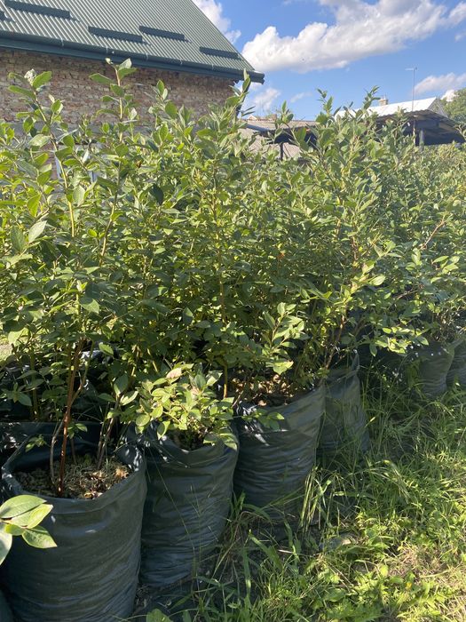 Кущі лохини 4 річні Львівська обл.