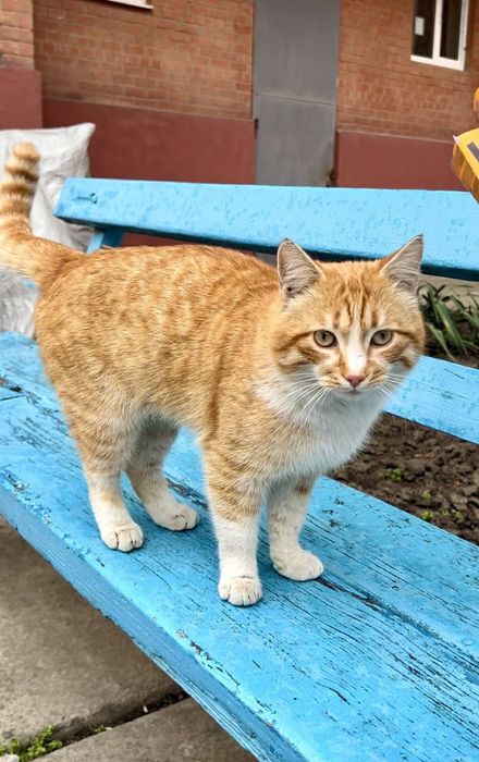 Дуже красиві котики в добрі руки