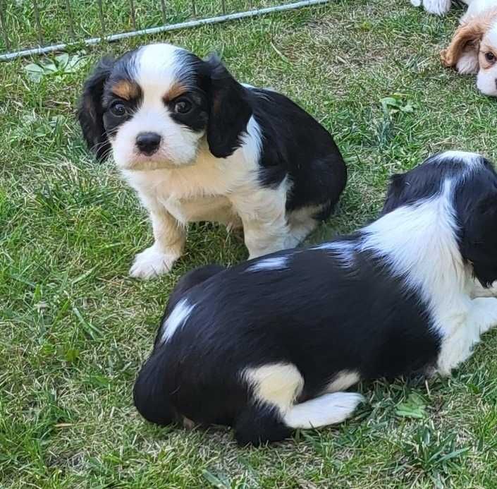 Cavalier King Charles spaniel