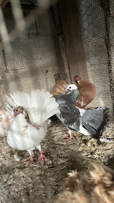 Codornizes e pombas leque