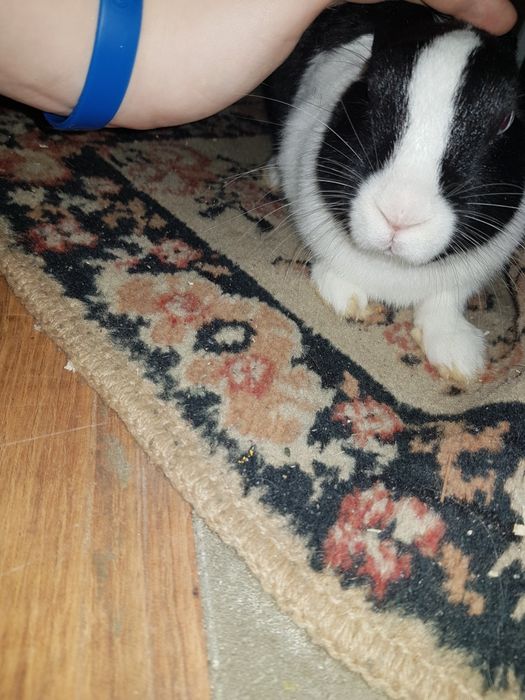 Ogłoszenie prywatne