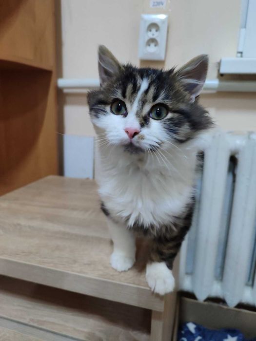 Котик, що говорить