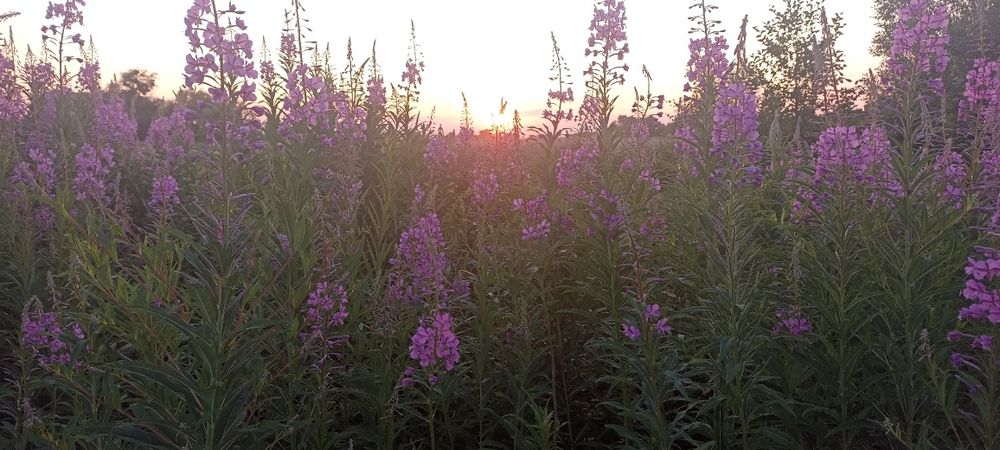 Іван чай ,Копорський чай ,Иван - чай саженцы