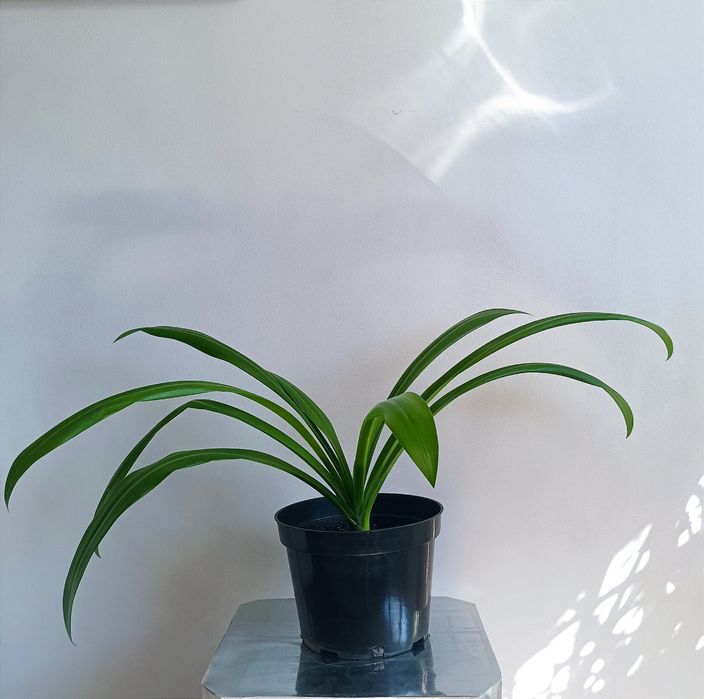 Гіменокаліс та Кринум, лілії азіатські кімнатні