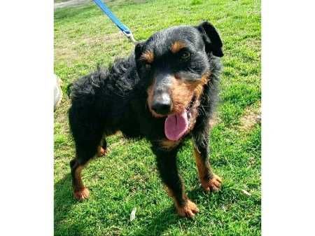 Jagi-TERIER- wesoły, AKTYWNY, średni (14kg)