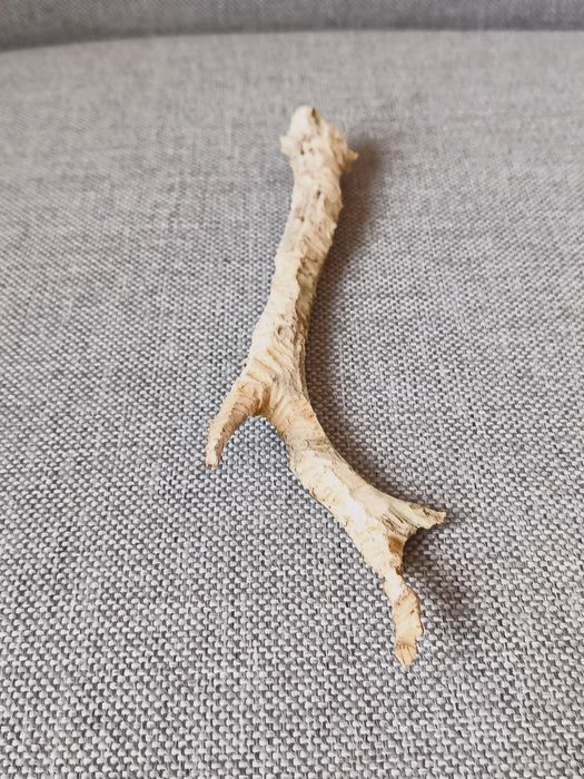 Róg sarny, wysokość 20cm