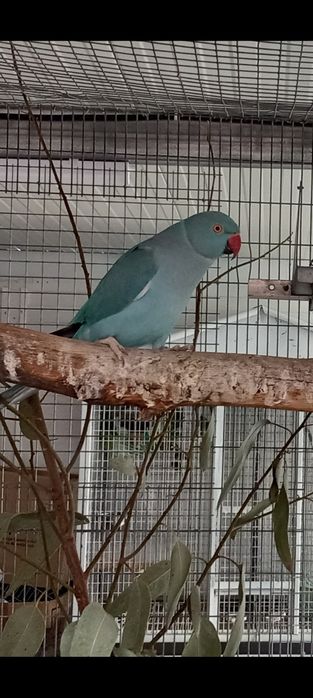 Ring necks adultos e novos. Várias mutações , CCs e / CC