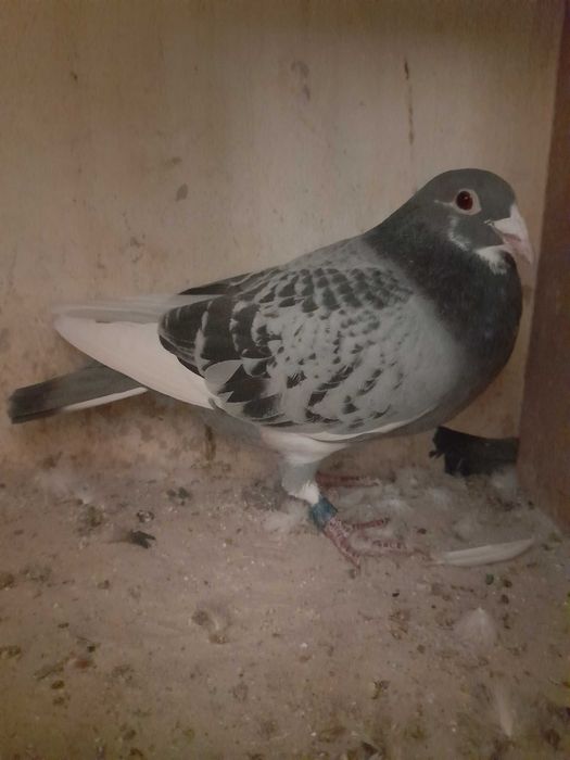 Sprzedam super samca