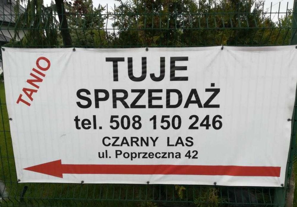 TUJE z gruntu i w doniczkach TUJA SZMARAGD stożkowy od 50 cm do 300 cm