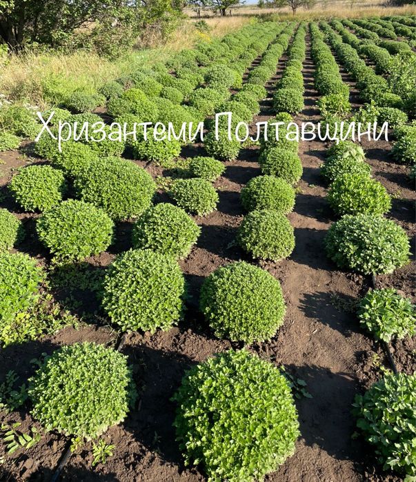 Хризантема мультифлора хризантеми шаровидні