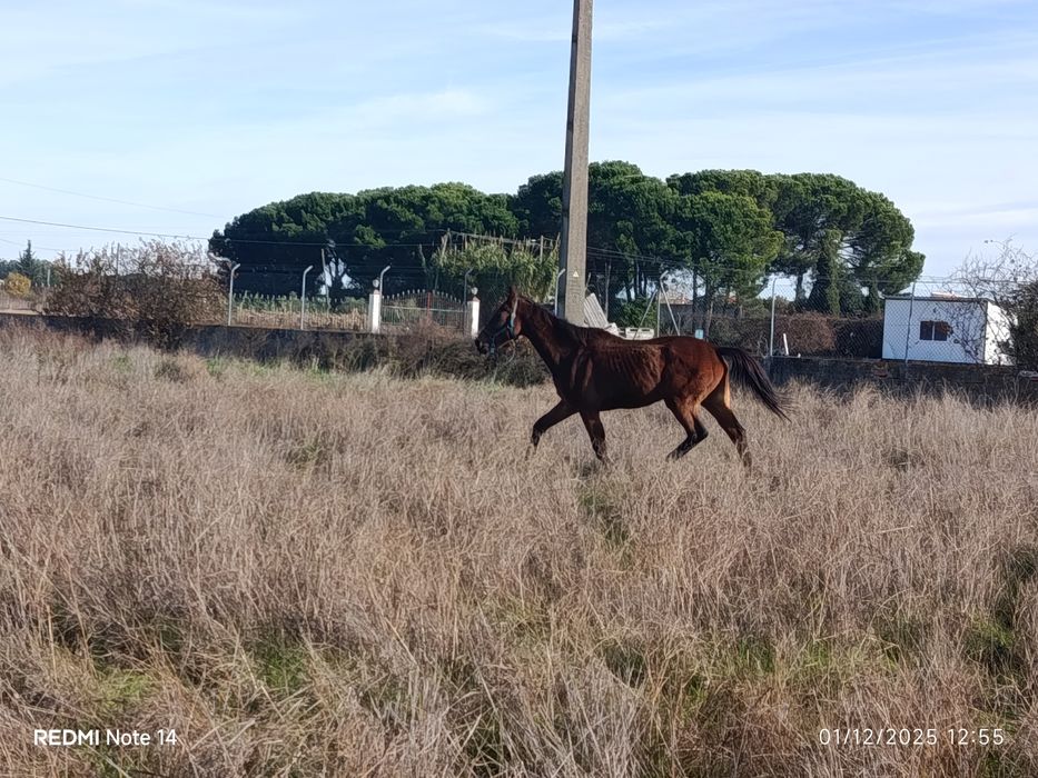 Cavalo com 11 anos 1:60 mtrs