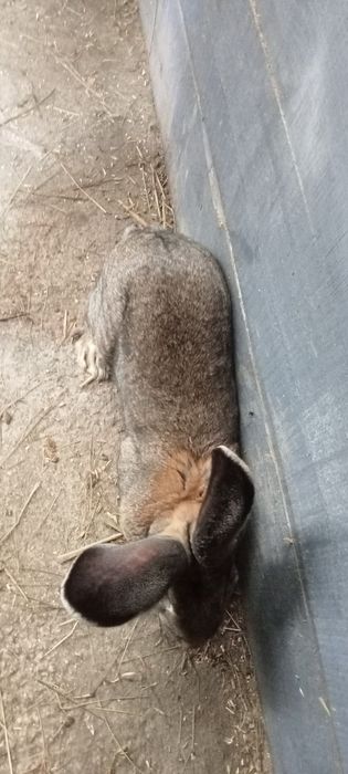 Olbrzym belgijski samiec