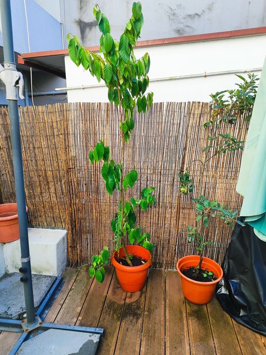 Plantas para pátio - árvores de fruto