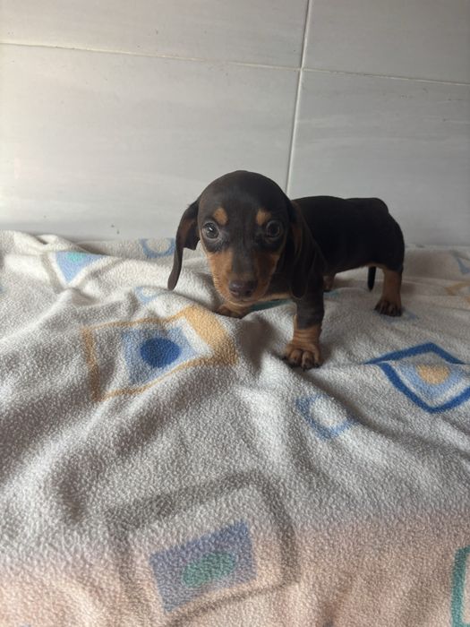 Teckel  miniatura pelo curto
