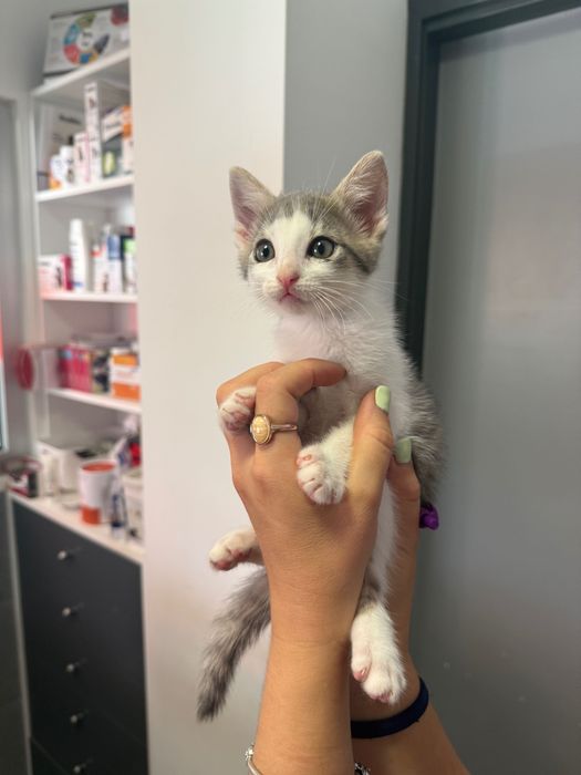 Adoção Gatinho com vacinas e microchip