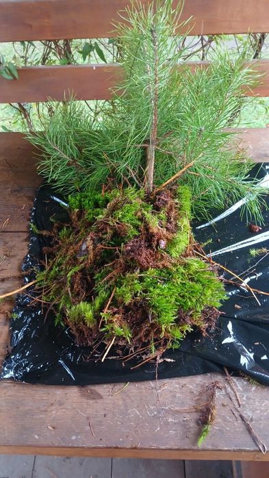 Саджанці сосни..