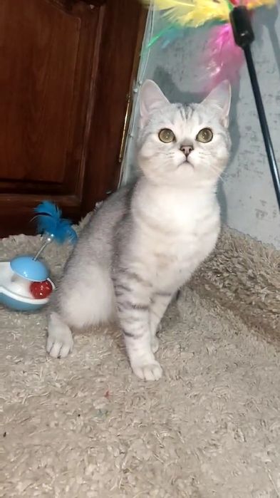 Мальчик страйт серебристая шиншилла.