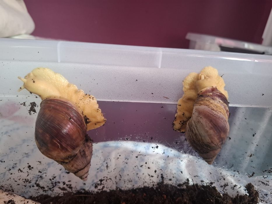 Witam, na sprzedaż lub zamianę mam slimaki afrykańskie achatina fulica,  mam również mniejsze osobniki, zmieniam na gady , pająki i owady.