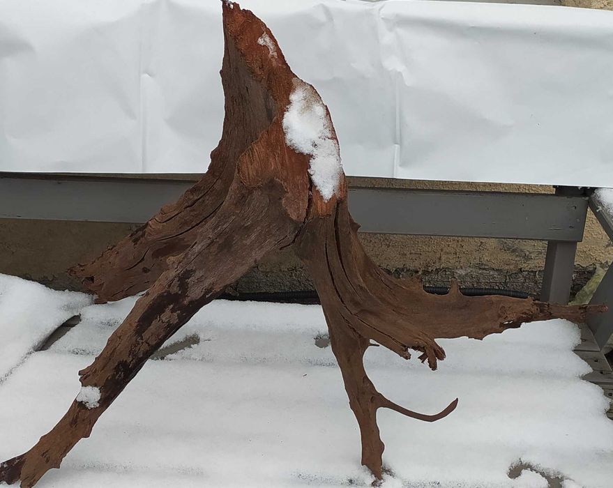 Wielki korzeń mangrowca