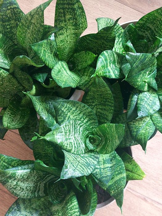 Сансевієрія Ханні в асортименті