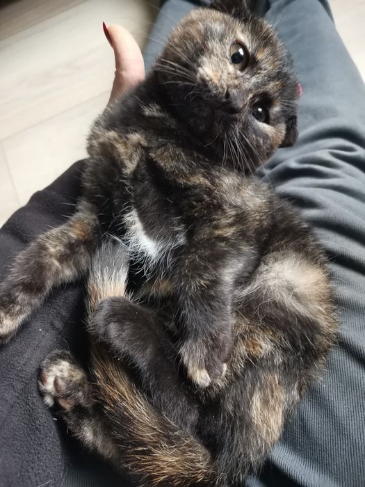 Киці шукають новий дім