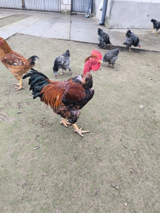 Jaja lęgowe, Włoszki, gołoszyjka olbrzymia, jajka,kury.