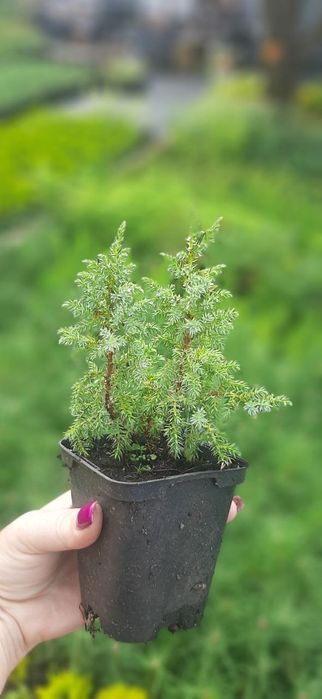Ялівці в асортименті