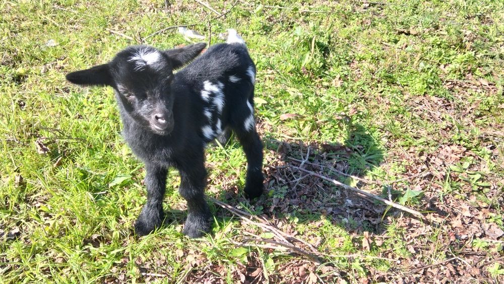 Vendo cabras anãs