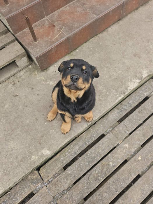 |Цена договорная!| Щенок Баффи девочка